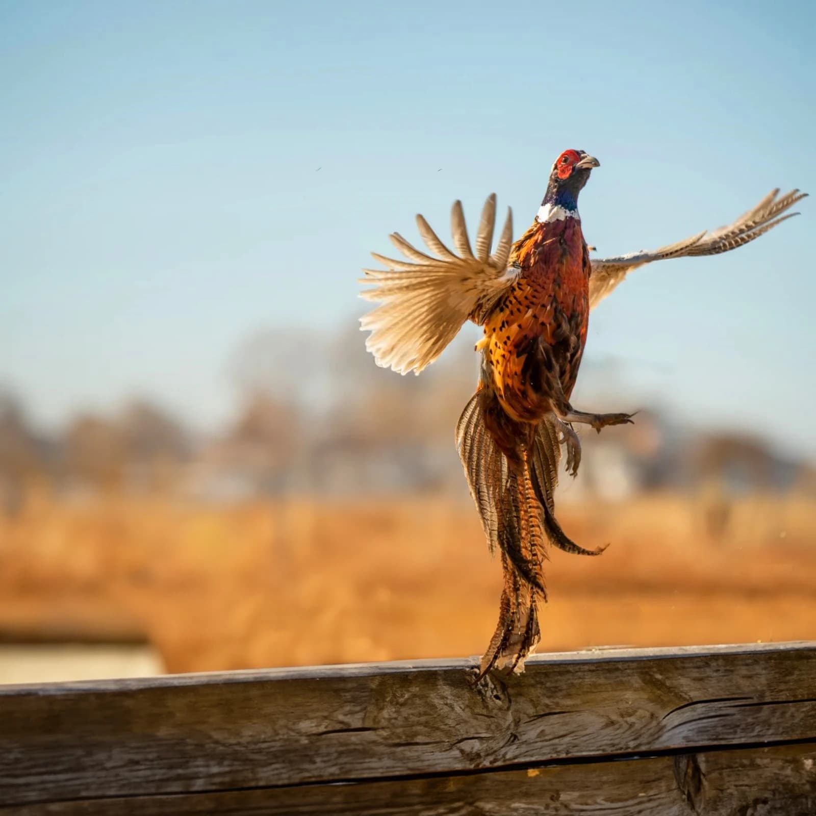 Pheasant Tower Shoot (1st Sat of November 2024)
