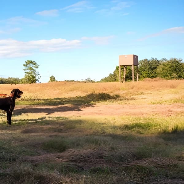 Pheasant Tower Shooting: A Guide for Enthusiasts